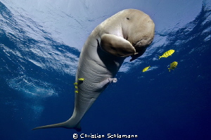 Happy Moment - in the Red Sea with a Dugong south of Port... by Christian Schlamann 